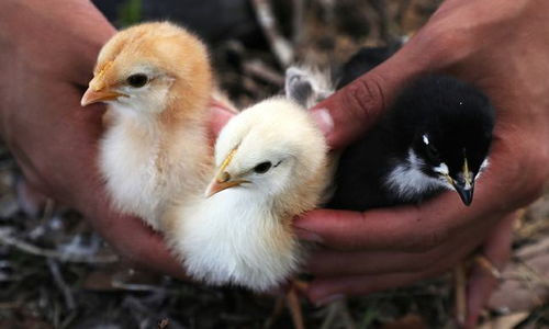 美国最大肉类加工厂暴发禽流感，24万只家禽感染引发行业关注