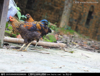 家禽 人类生活的重要伙伴