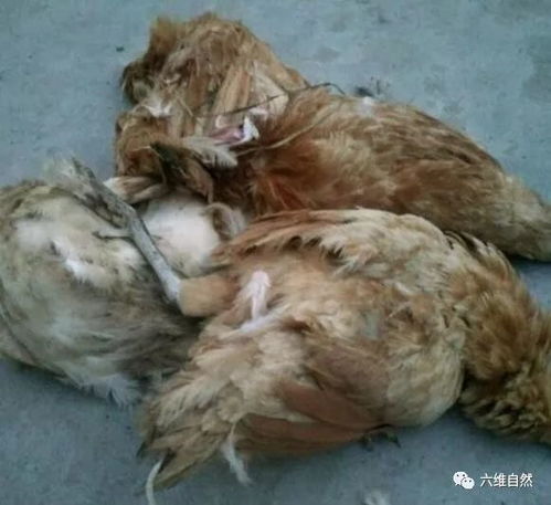 二哈偷咬家禽 纵容还是惩罚？家畜养殖中的管教之道