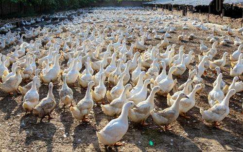 发酵床养殖技术在家畜与家禽中的应用