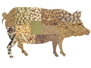 家畜养殖升温，饲料检测势在必行