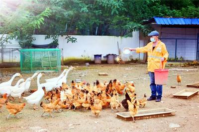 十二时辰守望 百余职工封闭工区，守护家畜养殖的日与夜