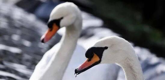 天鹅哀悼同伴致列车延误 忠诚之翼下的思考