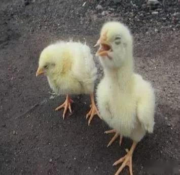 家禽支气管堵塞的防治策略 科学管理是关键