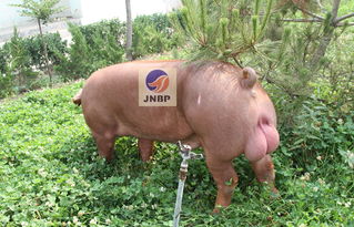 专业育种，卓越品质 济宁原种猪场优质杜洛克公猪供应与招商